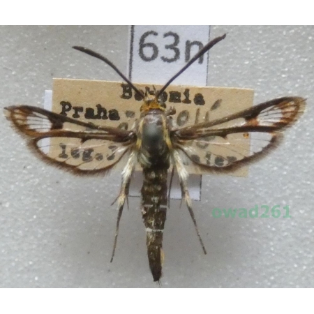 Pyropteron muscaeformis (Esper, 1783) Czech63n